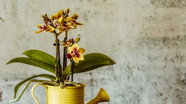 Cultivo de Mini Orquídeas: O Guia Perfeito para Decorar Pequenos Espaços com Elegância e Manter Suas Plantas Saudáveis em Casa