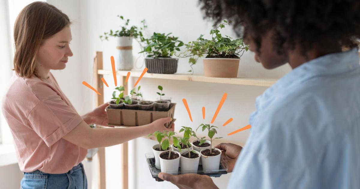 Temperos Naturais Essenciais: O Jardim em Casa que Transforma Sua Cozinha