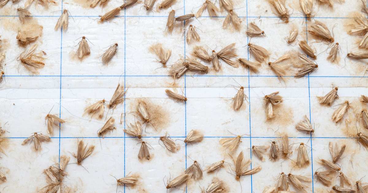 Armadilhas para Traças: Como Eliminar Traças da Sua Casa de Forma Eficiente