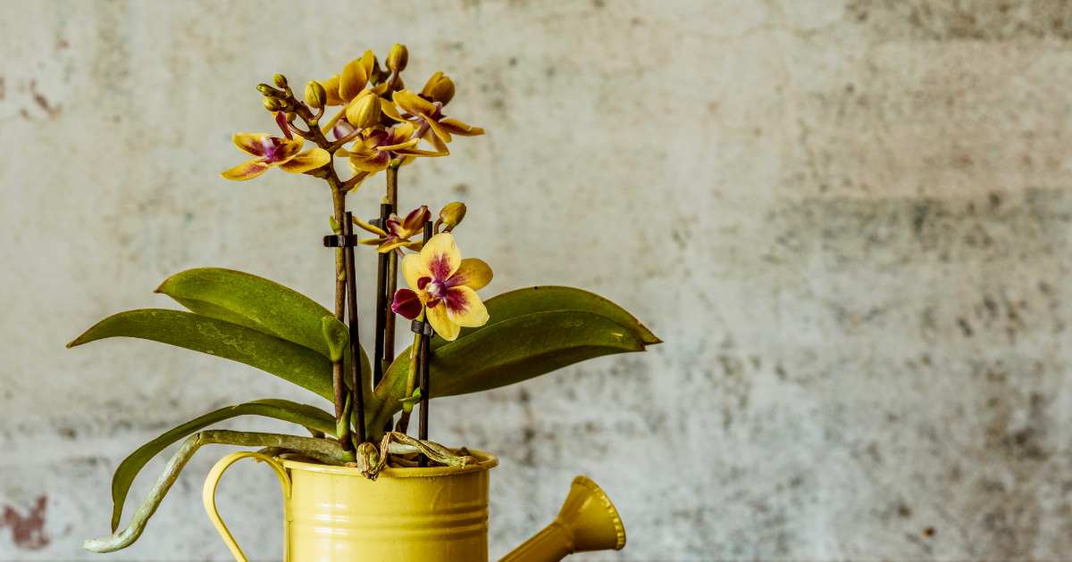 Cultivo de Mini Orquídeas: O Guia Perfeito para Decorar Pequenos Espaços com Elegância e Manter Suas Plantas Saudáveis em Casa